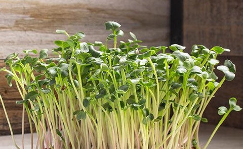 Radish Daikon