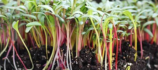 Rainbow Swiss Chard