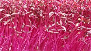 Red Garnet Amaranth