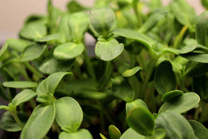 Sunflower Microgreens